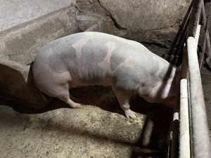 Vând scroafă de carne