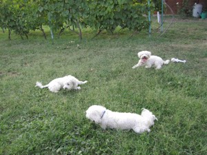 Ofer cazare pt. câini talie mică pe perioada concediilor dvs. !