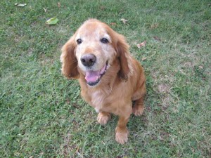 Ofer cazare pt. câini talie mică pe perioada concediilor dvs. ! - imagine 2