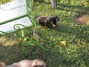 Ofer cazare pt. câini talie mică pe perioada concediilor dvs. ! - imagine 3