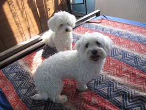 Ofer cazare pt. câini talie mică pe perioada concediilor dvs. ! - imagine 5