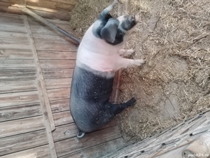 Vand porc