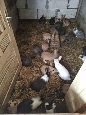 Vând iepuri de casa.