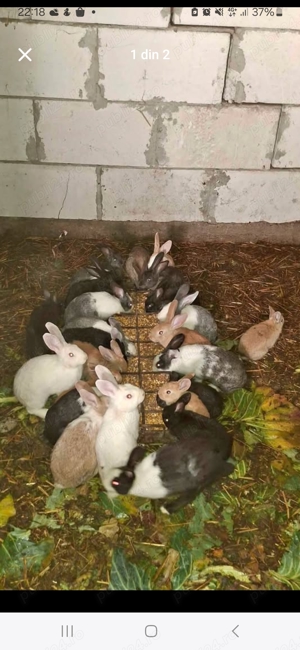 Vând iepuri de casa. - imagine 10 Vând iepuri de casa. - imagine 10