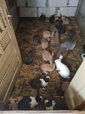 Vând iepuri de casa. - imagine 9 Vând iepuri de casa. - imagine 9