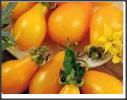 90 seminte tomate cherry - tip para - orange   rosii - imagine 2