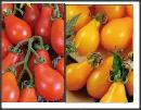 90 seminte tomate cherry - tip para - orange   rosii