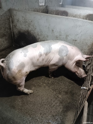 porc rasa pietrain