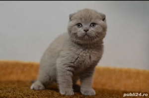 Scottish fold blue