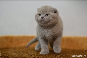 Scottish fold 