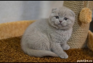 Scottish fold  - imagine 8