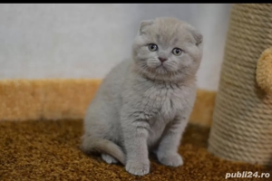Scottish fold  - imagine 7