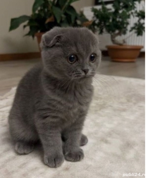 Scottish fold blue si chinchila silver  - imagine 4