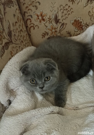 Scottish fold blue  - imagine 6