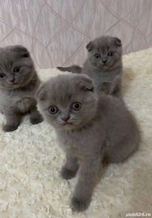 Scottish fold blue si chinchila silver 