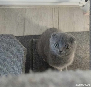 Scottish fold blue 