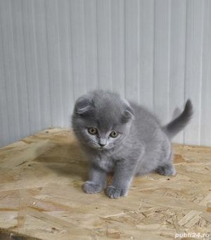 Scottish fold blue si chinchila silver  - imagine 5