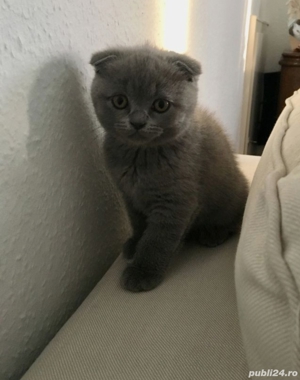 Scottish fold blue si chinchila silver  - imagine 7