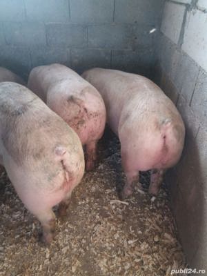 porci mari de carne   - imagine 3 porci mari de carne   - imagine 3