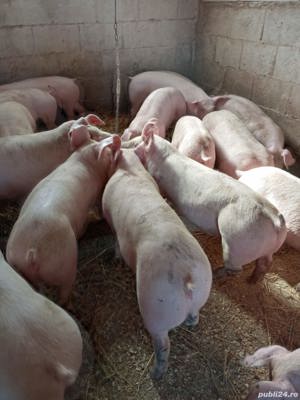 porci mari de carne   - imagine 5 porci mari de carne   - imagine 5