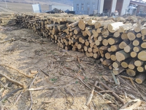 vand lemne de foc esenta tare acati - imagine 2