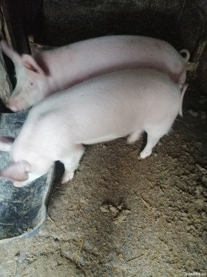 Se vinde două scrofițe din rasa marele alb cu landras au 7 luni, aprox 50, 55 de kg preț 900 bucata