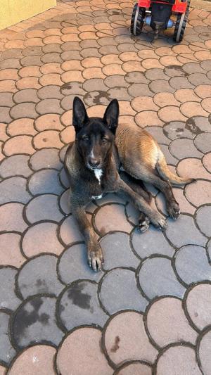 Vând malinois belgian 