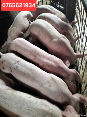 Porci de carne 30-80Kg.