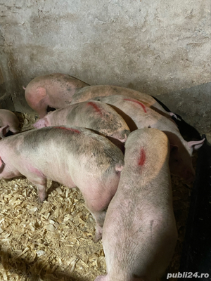 vand porci marele alb cu landras 