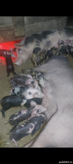 scroafe cu purceii de vânzare 
