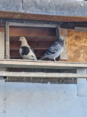 Porumbei voiajori de zbor - imagine 2