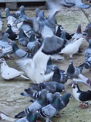 Porumbei voiajori de zbor