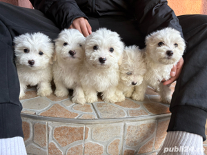 vand cainii bichoni maltese