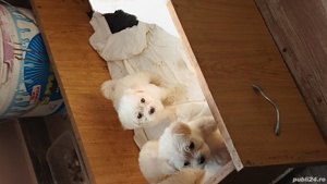 cățeluși bichon maltez  - imagine 3