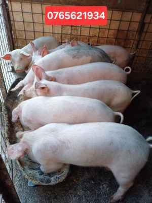 Porci de carne 30-80Kg. - imagine 2
