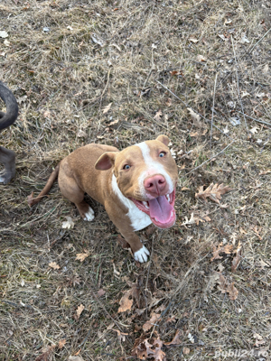 vand catel amstaff 