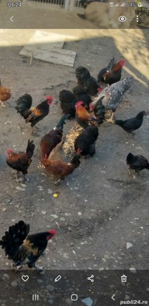 gainusi si cocosei  pitici!