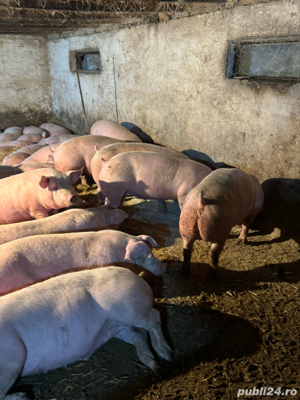 porci de carne  - imagine 2 porci de carne  - imagine 2