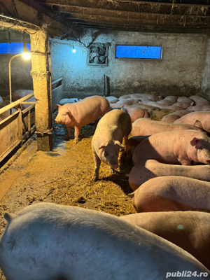 porci de carne  - imagine 3 porci de carne  - imagine 3