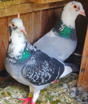 Porumbei Frumosi de Curse Ieftin