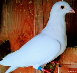 Porumbei Frumosi de Curse Ieftin - imagine 3