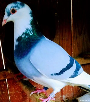 Porumbei Frumosi de Curse Ieftin - imagine 2