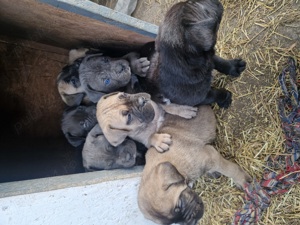 Fajtiszta Cane Corso