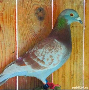 Porumbei Frumosi de Curse Ieftin - imagine 4