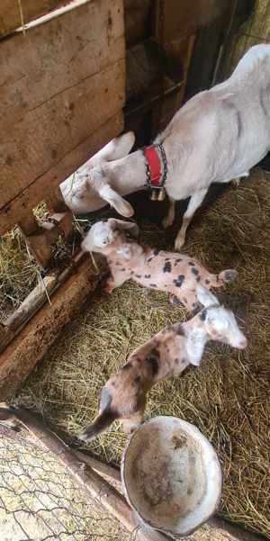 Vand Tapici Rasa pura ANGLONUBIAN Timisoara - Animale