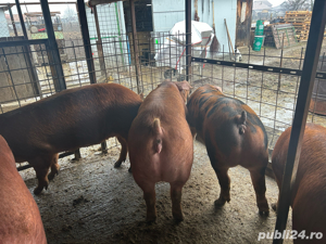 duroc de reproducere 130 la 160 kg