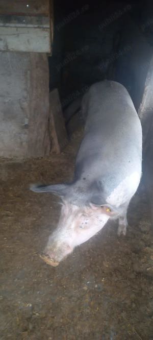 Vand porc teleorman - imagine 4