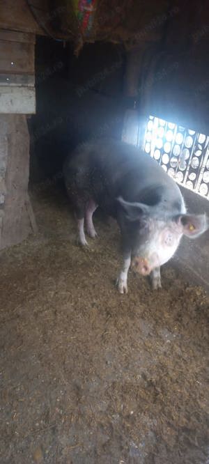 Vand porc teleorman - imagine 3