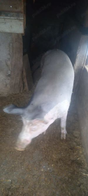 Vand porc teleorman - imagine 2