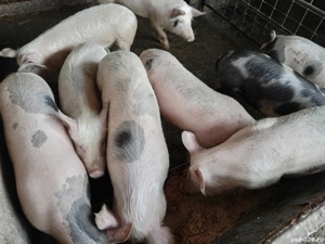 Porci de 40-60kg